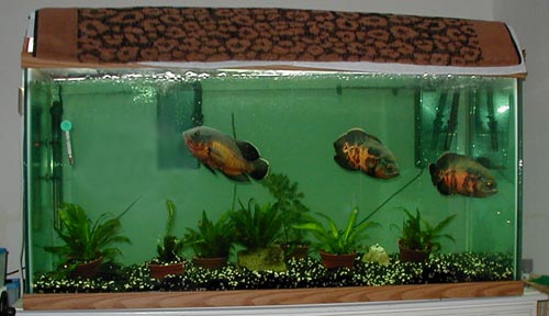 My 80 Gallon Oscar Tank